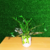 Zamioculcas natural vaso cerâmica branco na internet