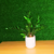 Zamioculcas natural vaso cerâmica branco - loja online