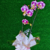 Orquídea Phalaenopsis roxa mesclada - loja online