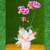 Orquídea Phalaenopsis roxa mesclada - comprar online