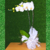 Orquídea Phalaenopsis branca - loja online