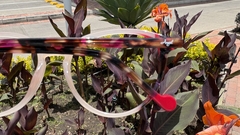 REF. QUINCHIA - comprar en línea