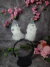 Orelhas de pelúcia Coelho Bunny na internet
