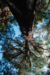 Árbol en pie