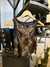 Top Cheeta - comprar online