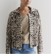 Cardigan animal