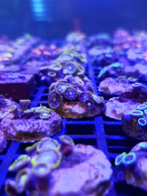 Zoanthus Blue Devil (+6 Pólipos)