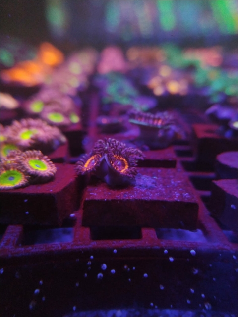 Palythoa Armor of Devil (+2 Pólipos)