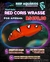 Red Coris Wrasse