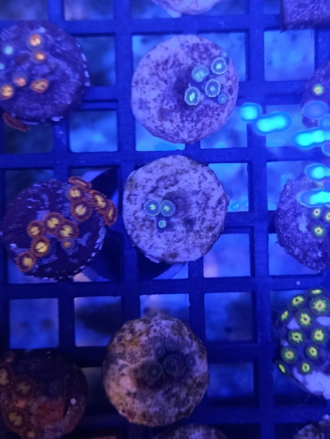 Zoanthus Alien Eye (+2 Pólipos)