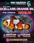 Ocellaris Orange Snowflake