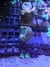 Acantastrea Bowerbank