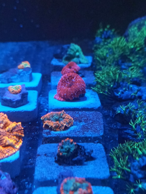 Mursh Superman (Boca)