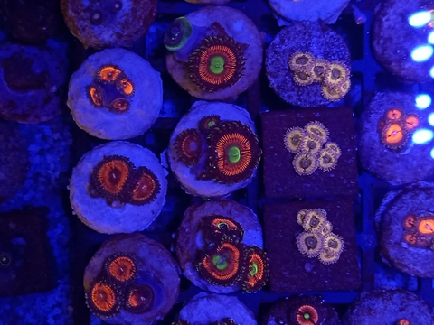 Palythoa Cat Eye (+4 Pólipos)