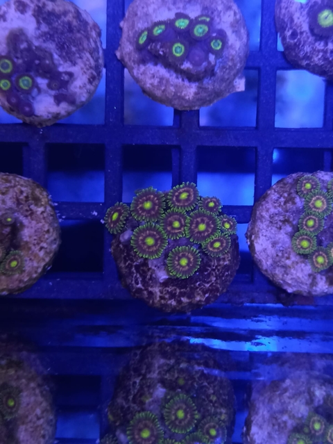 Zoanthus Pink Minefield (+4 Póiolipos)