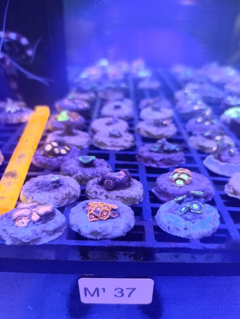 Zoanthus Variados (+2 Pólipos)