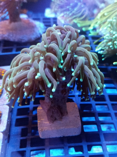 Torch Green Nesh (1 Boca Tripla)