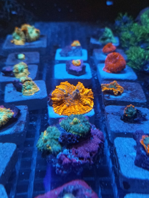 Mursh Rodachtis Superman (Boca)