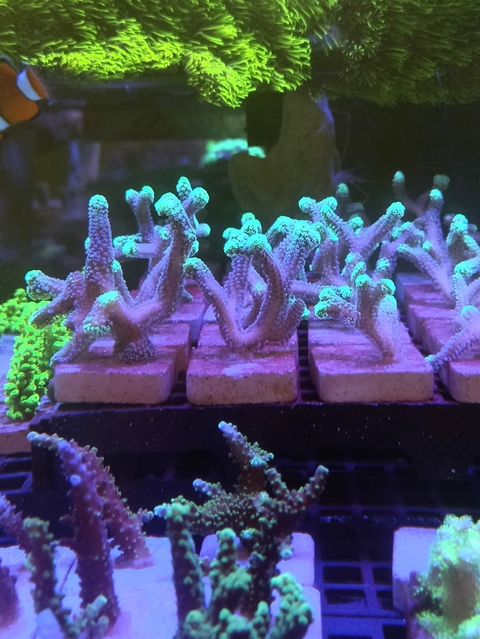 Seriatophora Caliendrum (Muda)