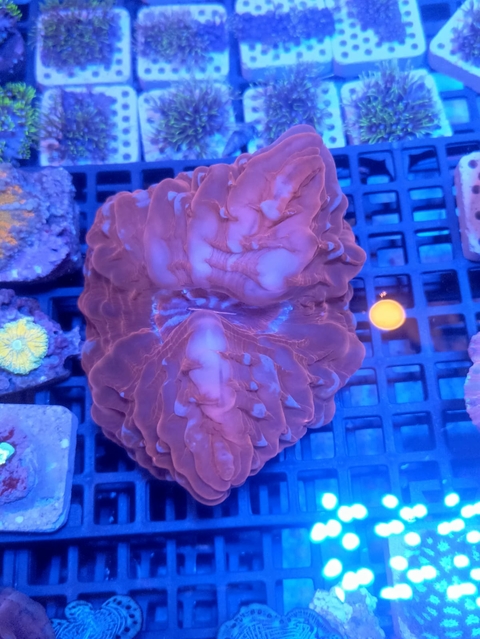 Cynarina Lacrimalis Red