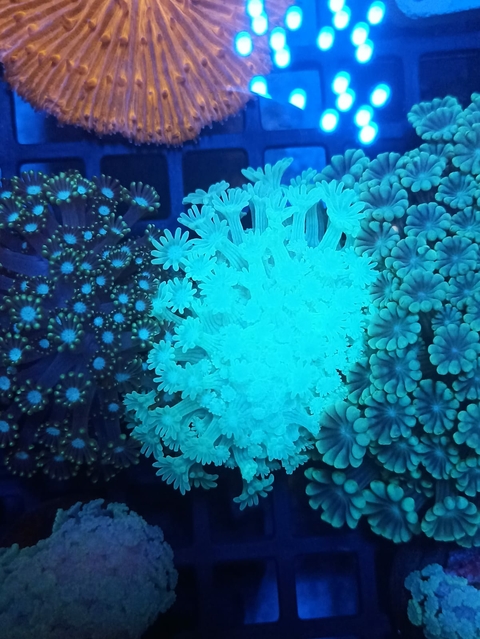 Mini Colonia Alveopora Flowers Eletric Green