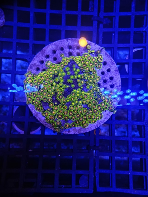 Zoanthus Eye of Rah (+50 Pólipos)