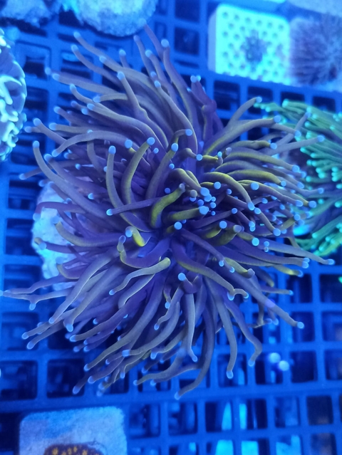 Torch 24k Indonésia (1 Boca)