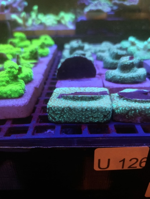 Pasmocora Gold (Muda)