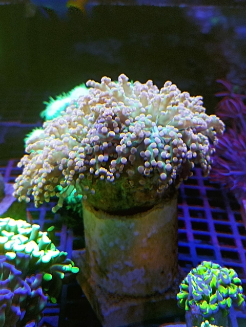 Frog Wall Gold Kripto Heart Grd (+15cms)