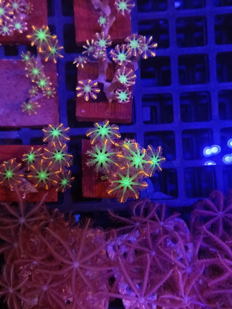 Cloves Red Sea (Muda)