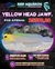 Yellow Head Jawfish