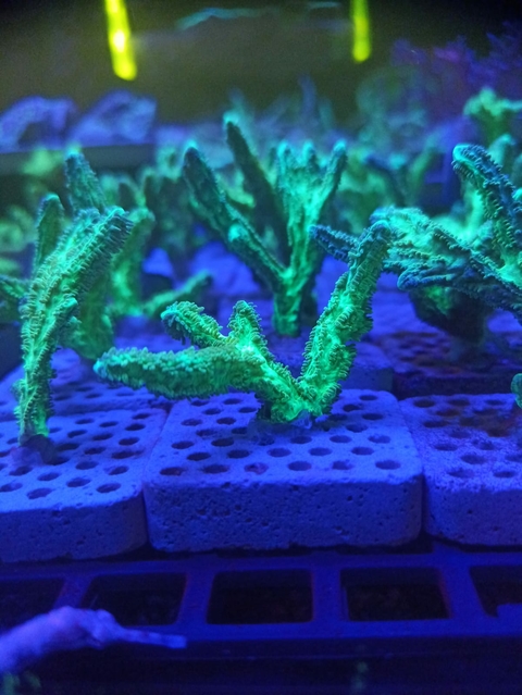 Hydnopora Green (Muda)