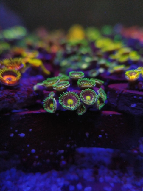 Zoanthus Fuzzy Grapes (+8 Pólipos)