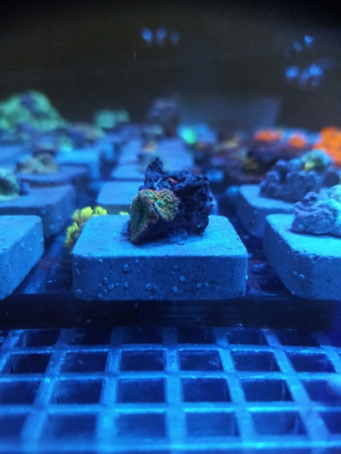 Mursh Orange Sunset (Muda)