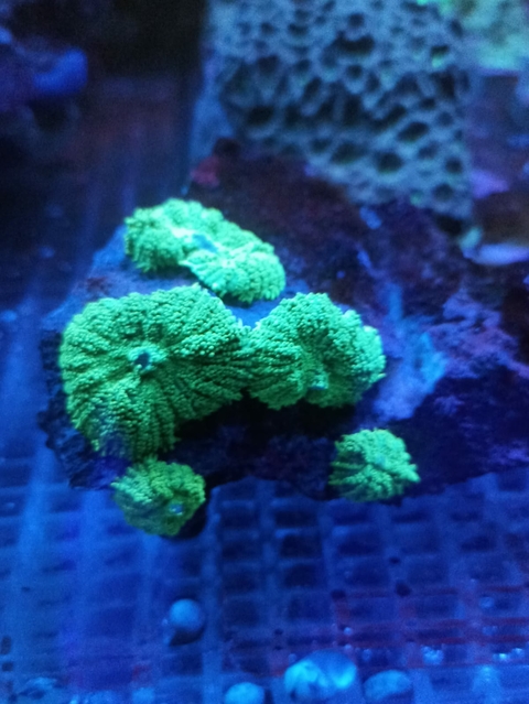 Colonia Mursh Green Tonga (+5 Bocas)