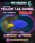 Yellow Tail Damsel
