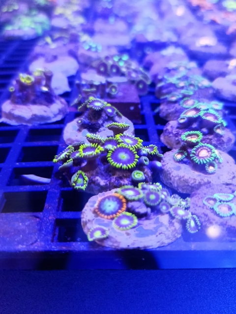 Zoanthus Baby Black Blue (+5 Pólipos)