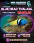 Blue Head Thalassoma