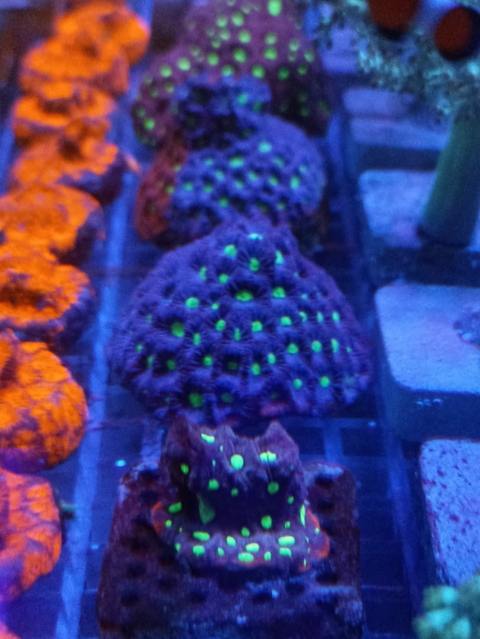 Favites War (Peça 1)