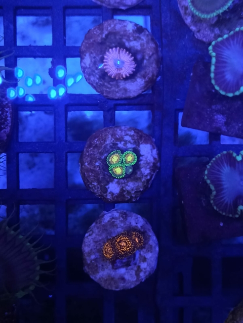 Zoanthus Dragon Ball Z (+3 Pólipos)