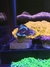 Chalice Alien Eye (Muda)