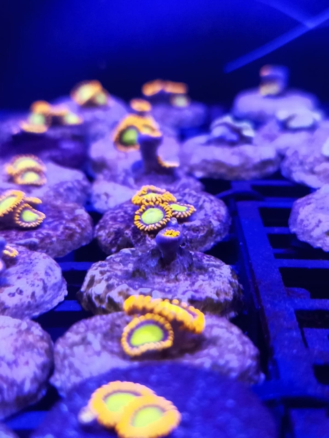 Zoanthus Orange Mandarin (+2 Pólipos)