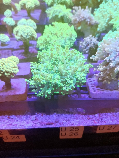 Frog Yammamensis Yellow (A Boca)