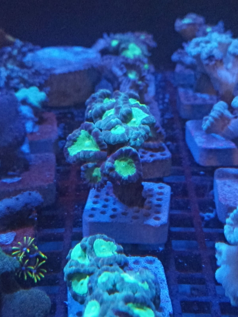 Trumpet Cand Cane (+4 Bocas)