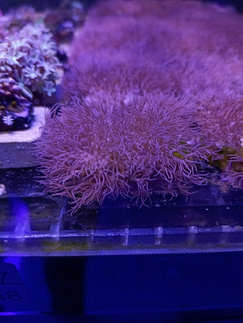Carpet Brown (Muda)