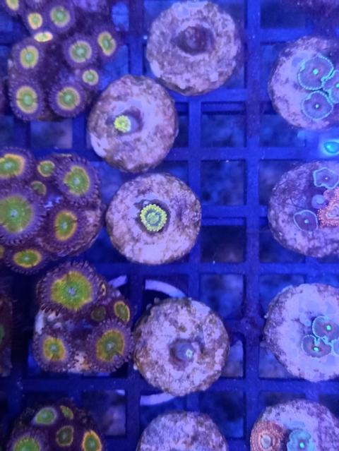 Palythoa Yoda (+1 Pólipos)