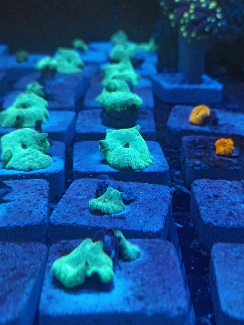 Mursh Green (Muda)