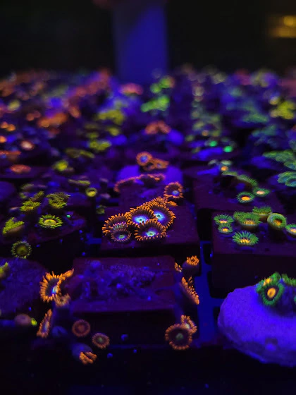 Zoanthus Fire And Ice (+5 Pólipos)