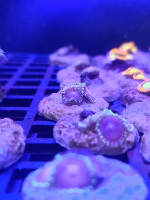 Palythoa Purple Bee (+2 Pólipos)