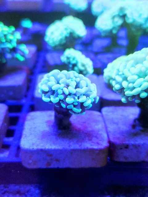 Hammer Gold (A Boca)